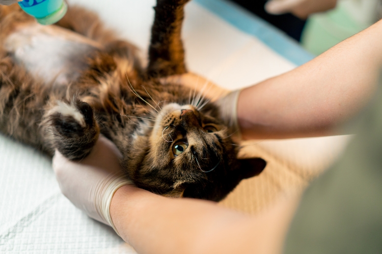 early-detection-through-preventative-care-matters-for-cats-with-chronic-conditions