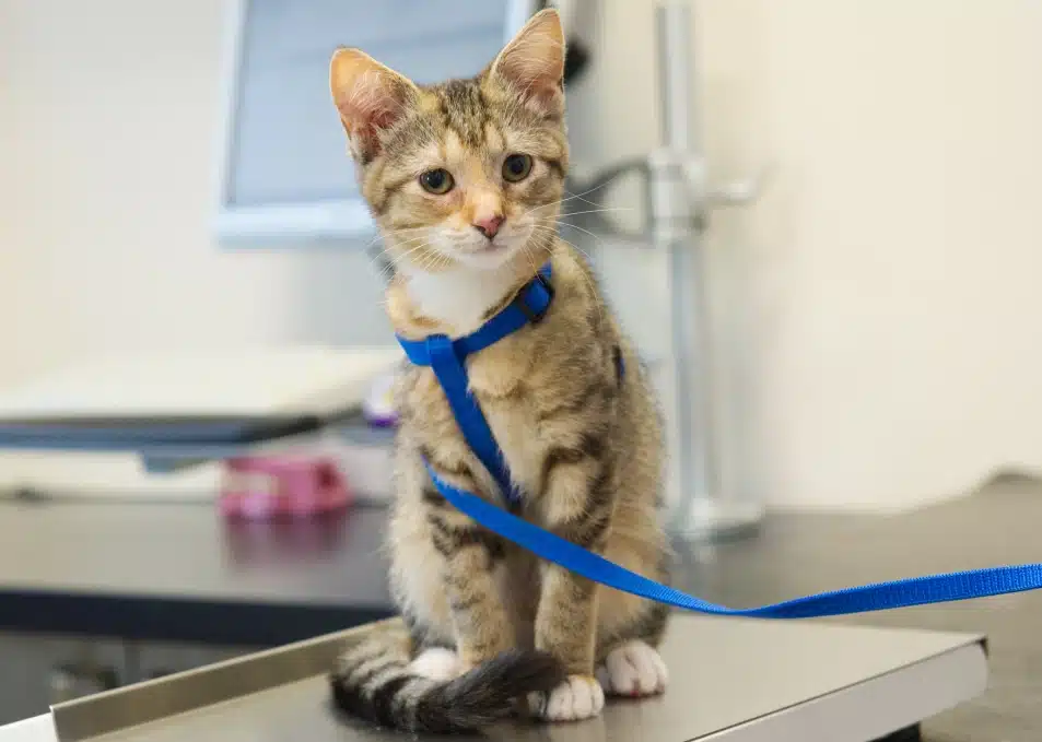 Tabby kitten wearing a blue harness and leash sitting on an exam table in a veterinary clinic